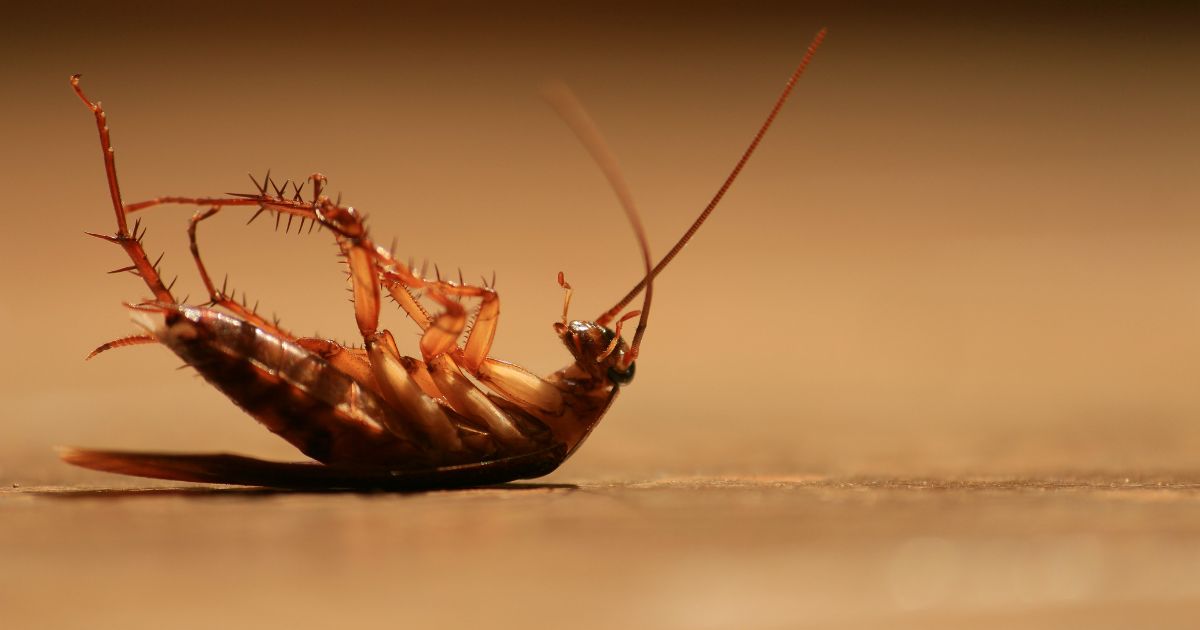 pest control